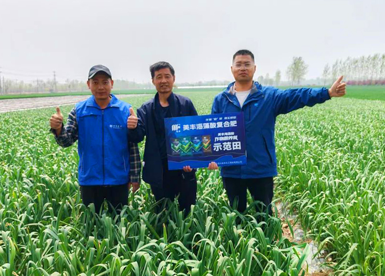 16877太阳集团肥料助力中原蒜乡喜丰收