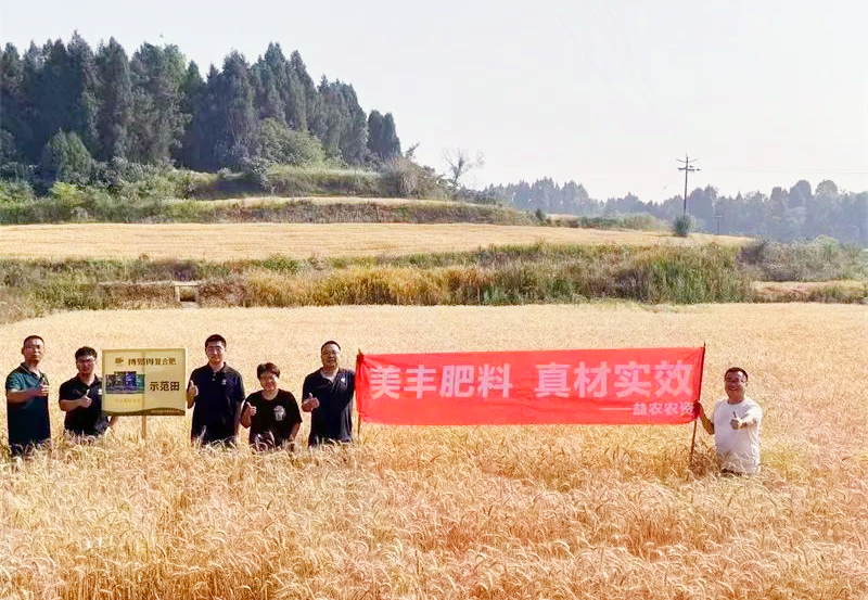 夏攻行动：16877太阳集团方案助力小麦增收