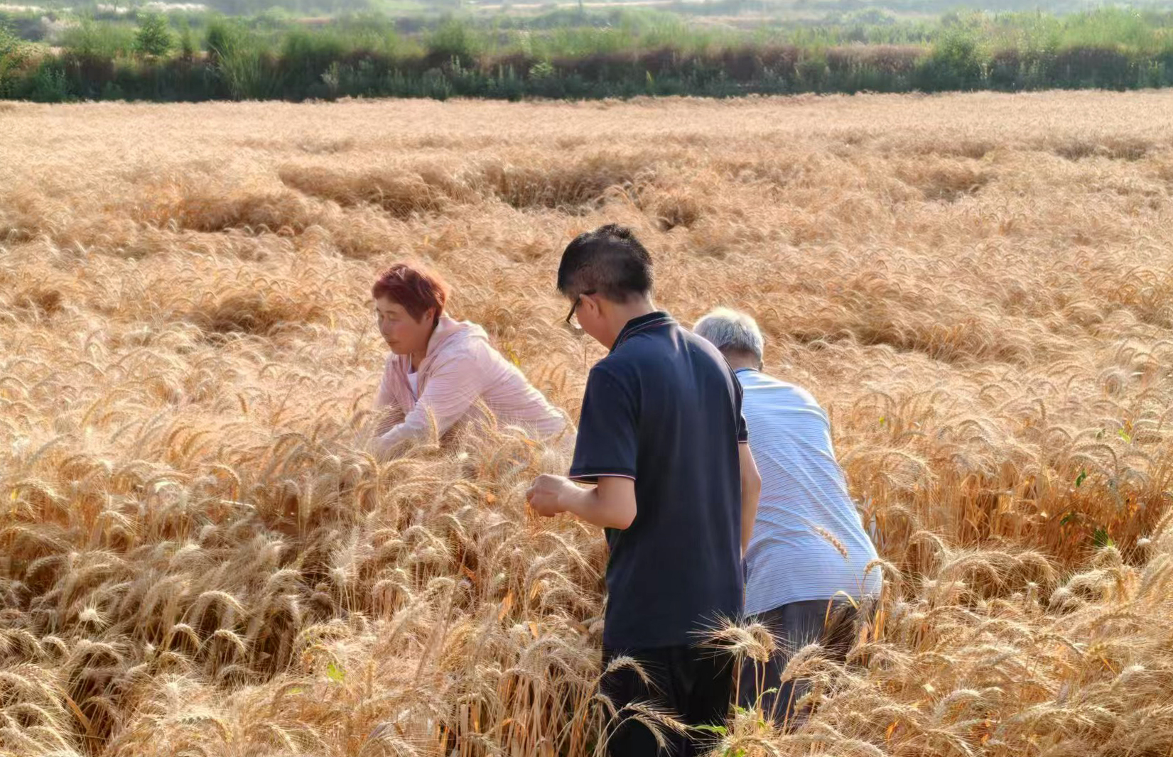 一封感谢信掀起的金色麦浪