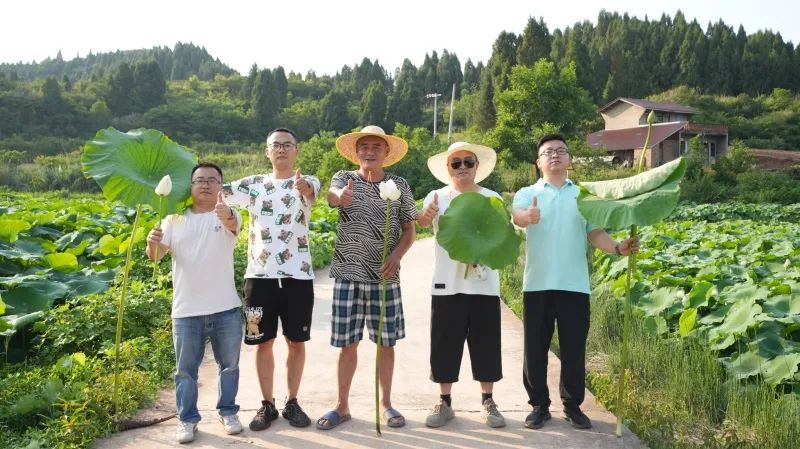 16877太阳集团“组合拳”打出莲藕好长势高产量