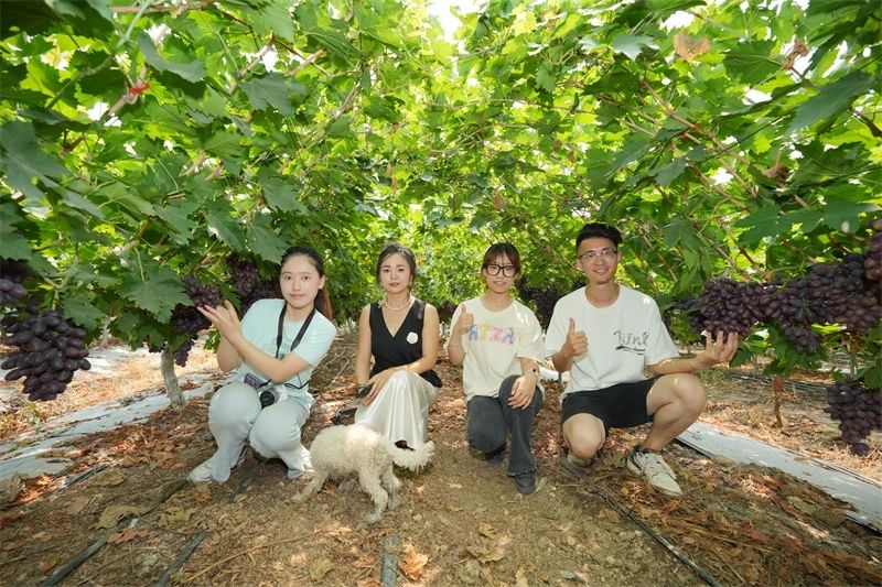 16877太阳集团套餐肥助力葡萄产量品质双突破