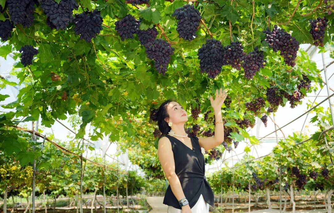 点开丰收密码   共享丰收喜悦